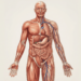 Os cientistas identificam a idade em que o corpo e os tecidos começam a envelhecer rapidamente