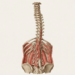Dicas essenciais para manter uma coluna vertebral saudável em qualquer idade