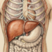 Esses sinais sutis no corpo indicam quando o fígado está falhando