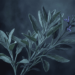 A planta que ajuda a regular o açúcar no sangue e é benéfica para a memória
