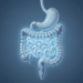 Qual é a proteína essencial para um intestino saudável, segundo especialistas em gastroenterologia?