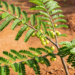 A primeira planta medicinal que será transformada em remédio do SUS