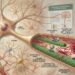 Nova pesquisa sugere que o Alzheimer pode começar com uma disputa entre proteínas dentro dos neurônios