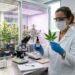 Compostos da cannabis estão sendo estudados por possível efeito na gordura no fígado