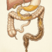 O que a cor das fezes revela sobre a saúde do fígado e do intestino