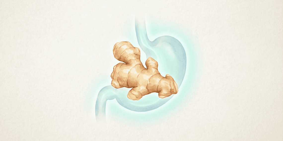 Como usar o gengibre para reduzir a inflamação no estômago e na garganta