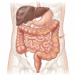 Inchaço abdominal não é apenas excesso de comida: os 5 gatilhos ocultos explicados
