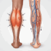 A sua cãibra é vascular ou muscular? Um teste simples para entender a dor que interrompe o seu sono