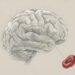 Qual o nutriente ideal para melhorar a concentração e reduzir a névoa mental?