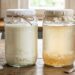 Grãos de kefir de leite versus grãos de kefir de água: diferenças, benefícios e qual escolher