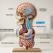 Não é o cérebro, mas o intestino. Pesquisas publicadas na revista Nature estão mudando a visão sobre a perda de memória relacionada à idade