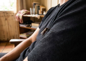 Os mosquitos localizam as pessoas com base em dois sinais: cores escuras e concentração de dióxido de carbono