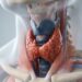 Qual o papel do magnésio na prevenção de doenças da tireoide e na regulação do metabolismo?