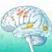 Estudo revela que vitamina comum pode reduzir o acúmulo de proteínas associadas ao Alzheimer