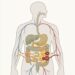 Como combinar vitaminas para extrair o máximo de nutrientes segundo a ciência