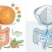 Segundo especialistas, a batata-doce oferece um índice glicêmico e um perfil nutricional superior ao do arroz branco para quem busca energia estável