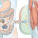 Fraqueza nas pernas: como saber se a má digestão de proteína no intestino aumenta o seu risco