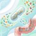 Qual o melhor horário para tomar probióticos e tratar a inflamação no intestino de acordo com a ciência