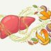 Chá antioxidante feito com cascas de frutas tropicais brasileiras protege o fígado e combate o envelhecimento celular