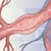 Taurina para pressão e função vascular: quando o aminoácido pode ajudar e por que não deve ser visto como fórmula antienvelhecimento