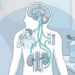 Sede excessiva não é apenas consequência do calor ou da alimentação: é um sinal fisiológico de que seu metabolismo ou seus rins podem estar alterados