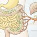A Akkermansia muciniphila é uma bactéria intestinal que vem ganhando destaque por sua possível relação com controle da glicose, proteção da barreira intestinal e saúde do fígado. Ela não age como solução isolada, mas aparece com frequência em estudos sobre metabolismo porque parece ajudar a manter o intestino mais equilibrado e menos propenso à inflamação de baixo grau. Por que essa bactéria chama tanta atenção A Akkermansia vive próxima à camada de muco que reveste o intestino. Por isso, ela costuma ser estudada pela capacidade de influenciar a integridade da barreira intestinal, mecanismo importante para reduzir a passagem de substâncias inflamatórias para a circulação. Quando essa barreira funciona melhor, o corpo tende a lidar de forma mais eficiente com processos ligados à glicose, à sensibilidade à insulina e à inflamação metabólica. Isso ajuda a explicar por que essa bactéria aparece em pesquisas sobre obesidade, diabetes tipo 2 e fígado gorduroso. O que ela pode influenciar no metabolismo Os estudos não tratam a Akkermansia como milagre, mas como uma peça de um sistema maior que envolve alimentação, microbiota e estilo de vida. Glicose, com possível apoio à sensibilidade à insulina Gordura no fígado, por influência no eixo intestino-fígado Barreira intestinal, ajudando a manter o revestimento mais protegido Inflamação metabólica, que pesa sobre o metabolismo no longo prazo Peso corporal, em associação com perfis metabólicos mais favoráveis Mãos preparando iogurte natural com aveia, banana e sementes. O estudo que reforça essa ligação Segundo a revisão Therapeutic potential of Akkermansia muciniphila in non-alcoholic fatty liver disease, disponível no PubMed Central, a Akkermansia muciniphila tem mostrado potencial para reduzir esteatose hepática, melhorar a sensibilidade à insulina e fortalecer a barreira intestinal em diferentes modelos de estudo. O trabalho destaca que essa bactéria pode atuar no eixo intestino-fígado ao modular inflamação, metabolismo lipídico e permeabilidade intestinal, o que ajuda a explicar seu interesse crescente nas pesquisas sobre fígado gorduroso e glicose. Esse cuidado com a interpretação é importante porque boa parte da evidência ainda vem de modelos experimentais e de estudos iniciais em humanos. Ou seja, os achados são promissores, mas ainda não significam que suplementar Akkermansia, por si só, resolva alterações metabólicas complexas. Como favorecer esse ambiente no intestino Mesmo sem focar em suplementos, já é possível criar um terreno mais favorável para bactérias associadas a melhor saúde metabólica. O ponto central continua sendo a rotina alimentar. Mais fibras, com frutas, verduras, legumes e aveia Leguminosas, como feijão, lentilha e grão-de-bico Menos ultraprocessados, que empobrecem a microbiota Alimentos fermentados, quando bem tolerados Regularidade nas refeições e menos excesso de açúcar Akkermansia muciniphila: Bactéria Ligada à Glicose, Fígado e Barreira Intestinal O que isso muda na prática O avanço das pesquisas mostra que o intestino participa mais do metabolismo do que se imaginava. A Akkermansia muciniphila virou um símbolo dessa nova fase porque ajuda a conectar microbiota, glicose, fígado e inflamação em uma mesma conversa. No Tua Saúde, você pode complementar a leitura com os conteúdos sobre flora intestinal e gordura no fígado. Este conteúdo é apenas informativo e não substitui a avaliação de um médico. Para investigar alterações na glicose, no fígado ou no intestino, procure orientação médica profissional.