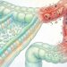Um médico especialista em saúde intestinal de Harvard evita a todo custo estes 4 alimentos populares para combater a inflamação