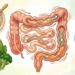 Alimentos que melhoram o trânsito intestinal e estimulam as contrações