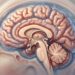 Dormir menos de sete horas por dia acelera o envelhecimento cerebral e leva a longo prazo à perda de memória