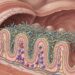 A microbiota intestinal é fundamental para a imunidade e o equilíbrio da saúde mental