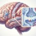 A enxaqueca não se deve apenas ao estresse, mas sim ao desequilíbrio de magnésio, que regula a excitabilidade dos neurônios e a dilatação dos vasos cerebrais