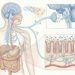 O eixo intestino-cérebro está ganhando relevância na saúde mental e na prevenção da depressão