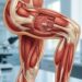Alimentos que ajudam a manter a massa muscular e prevenir a fraqueza em idosos
