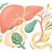 Como apoiar a função do fígado com folhas de alcachofra e como elas estimulam a eliminação de toxinas