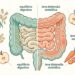 Fibras e intestino irritável: qual a ingestão diária ideal para reduzir as crises e melhorar o trânsito intestinal?