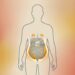 O estresse crônico desempenha um papel decisivo no acúmulo de gordura abdominal e na resistência à insulina