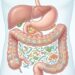 Quanto tempo leva para o intestino restaurar a flora após antibióticos