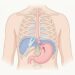 Existem muitos casos de refluxo cuja origem não está no estômago em si, mas sim na disfunção do diafragma e na pressão abdominal elevada