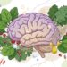 Dieta MIND e envelhecimento do cérebro: novo estudo liga alimentação, inflamação e cognição