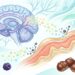 6 alimentos antioxidantes que ajudam a proteger a pele e o cérebro