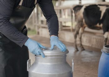 O cuidado com leite cru e animais suspeitos reduz a exposição ao H5N1 em ambientes rurais.