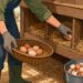 Ovos de quintal exigem higiene e armazenamento correto para reduzir o risco de Salmonella.