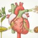 Saúde cardiovascular: 7 alimentos que fortalecem o coração