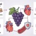 Resveratrol: o que é, para que serve e quais alimentos o contêm para proteger o coração
