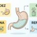 O que o consumo diário de refrigerante zero faz ao seu estômago