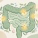 Vitamina D baixa pode começar no intestino? O elo entre microbiota, inflamação e deficiência
