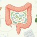 Faz sentido tomar probióticos como suplemento para melhorar a saúde intestinal?