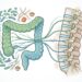 Segundo um estudo, a origem da dor nas costas pode estar no intestino