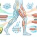 Como o potássio ajuda a aliviar as câimbras musculares