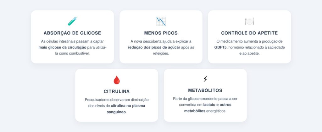O que muda no metabolismo com essa nova descoberta?